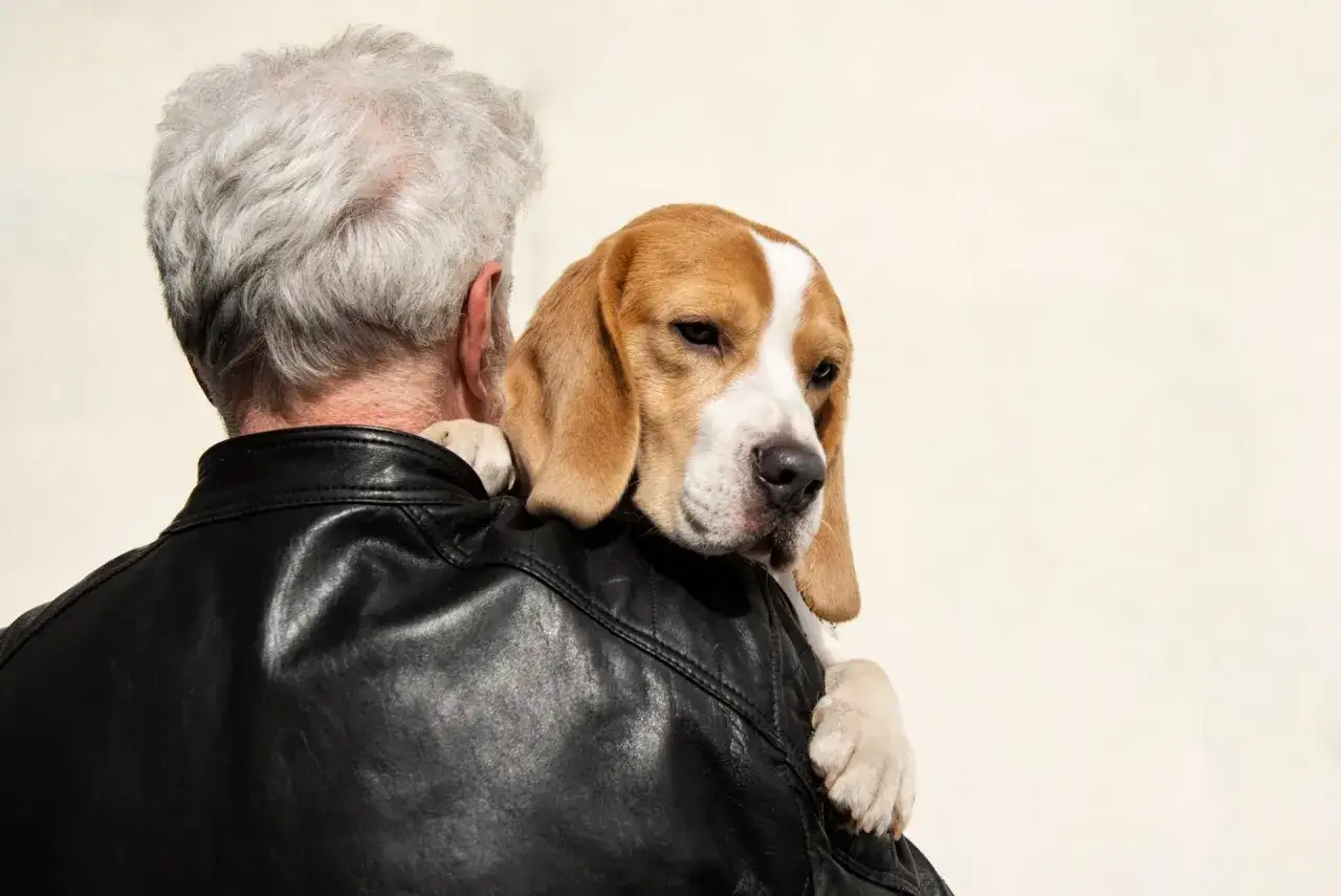 Smutny beagle na ramieniu mężczyzny w sk&oacute;rzanej kurtce. Czy pies czuje, że umiera?