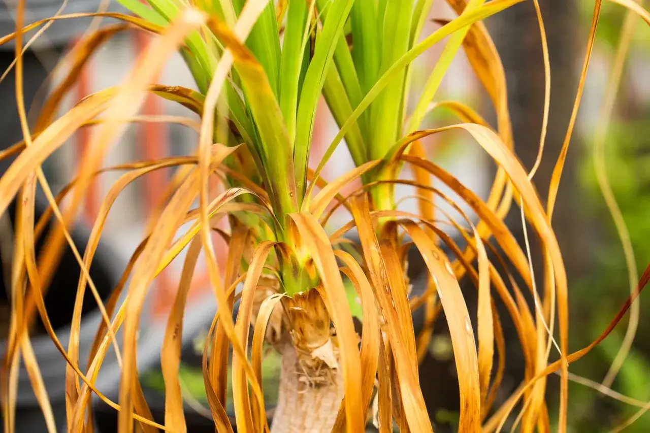 Plantes aux feuilles jaunes et sèches, contrastant avec les nouvelles pousses vertes. Un signe de déshydratation ou de manque de nutriments.