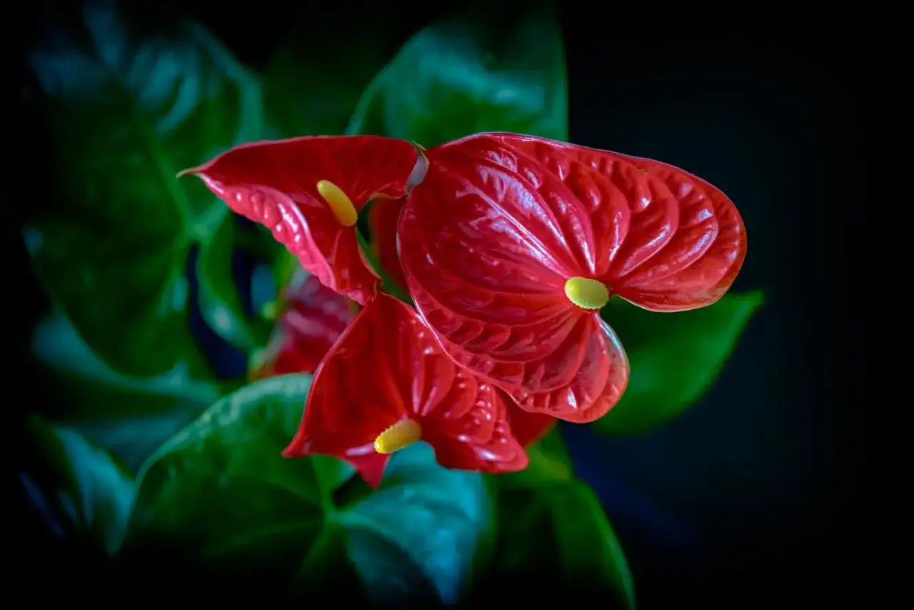 Tres anthuriums rojos brillantes, un ejemplo de los diversos tipos de flores, con hojas verdes oscuras y un fondo negro.