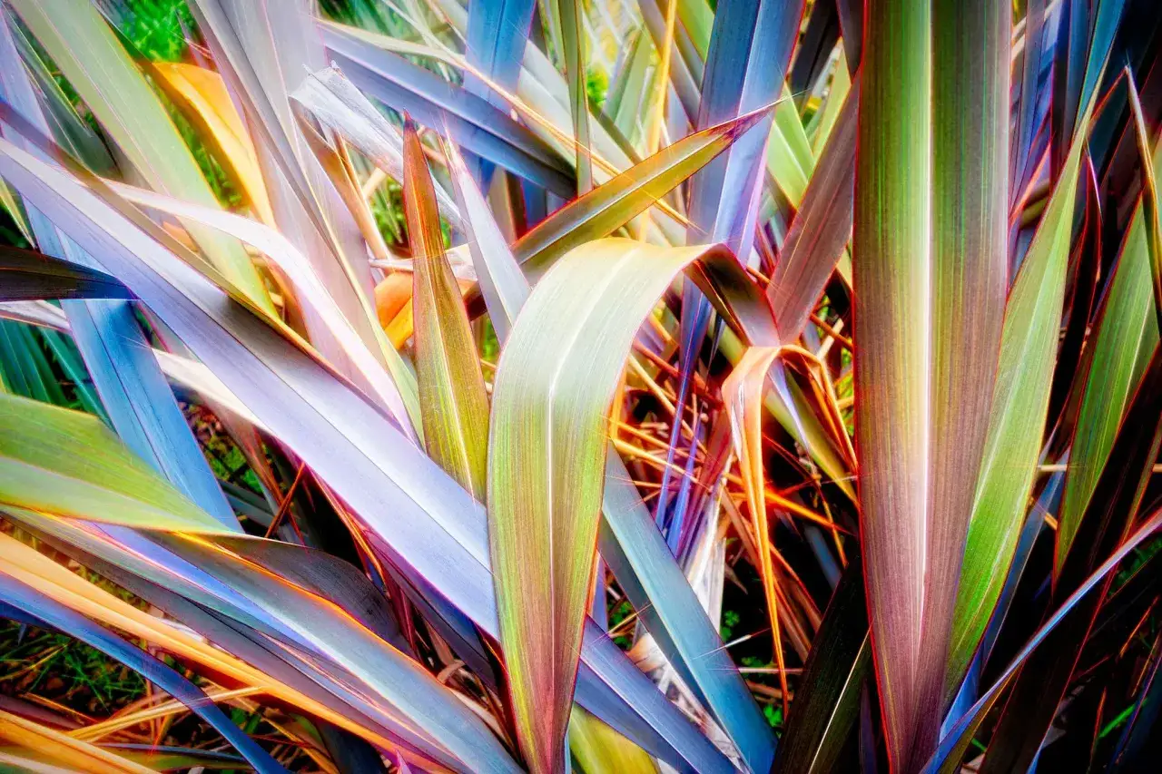 Feuilles vibrantes de lin de Nouvelle-Zélande, aux reflets bleus, verts et pourpres, capturant la lumière du soleil.