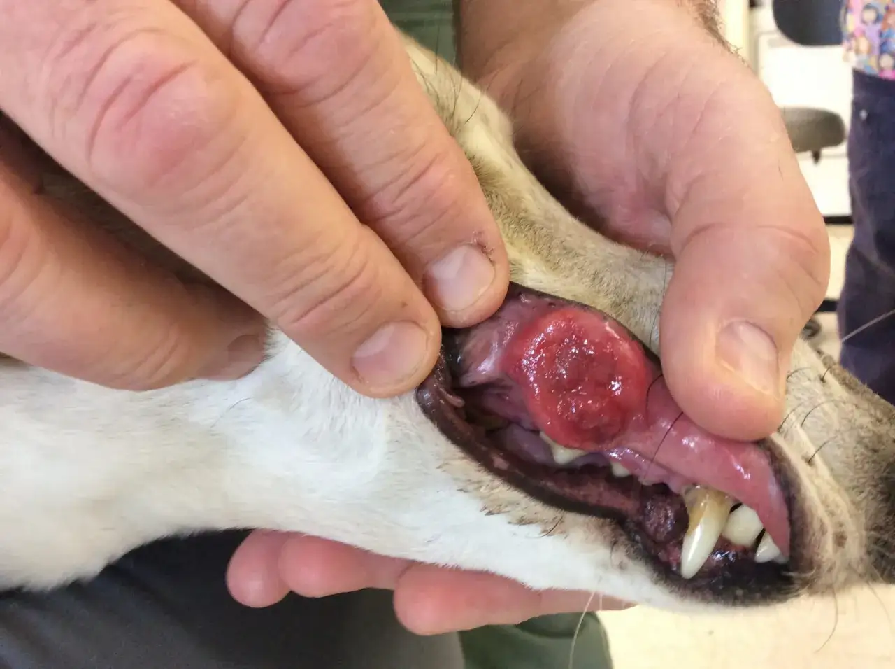 Gros plan sur la gueule d'un chien, révélant une tumeur sur la babine. Les doigts d'une personne écartent la babine pour mieux visualiser la masse.