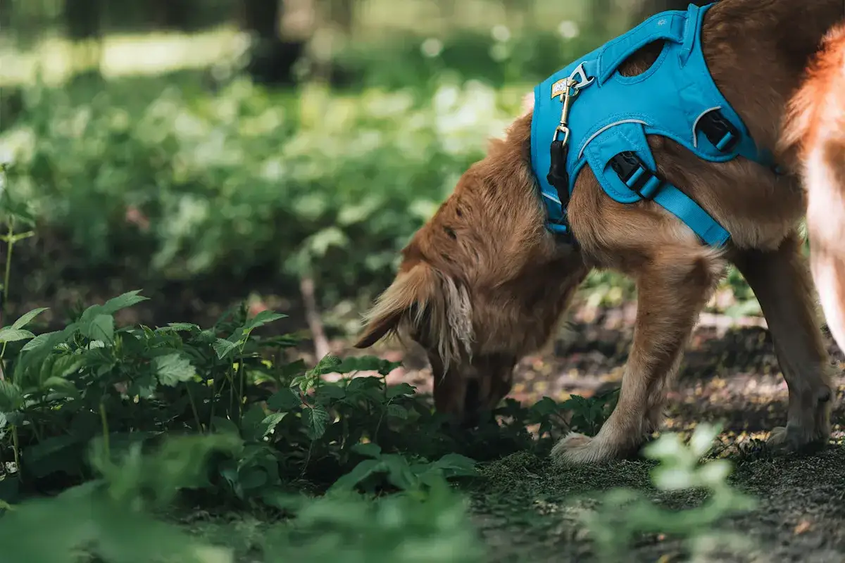 En brun hund med blå sele nosar i gräset. Kanske har den ont i svansen och söker tröst i naturen.
