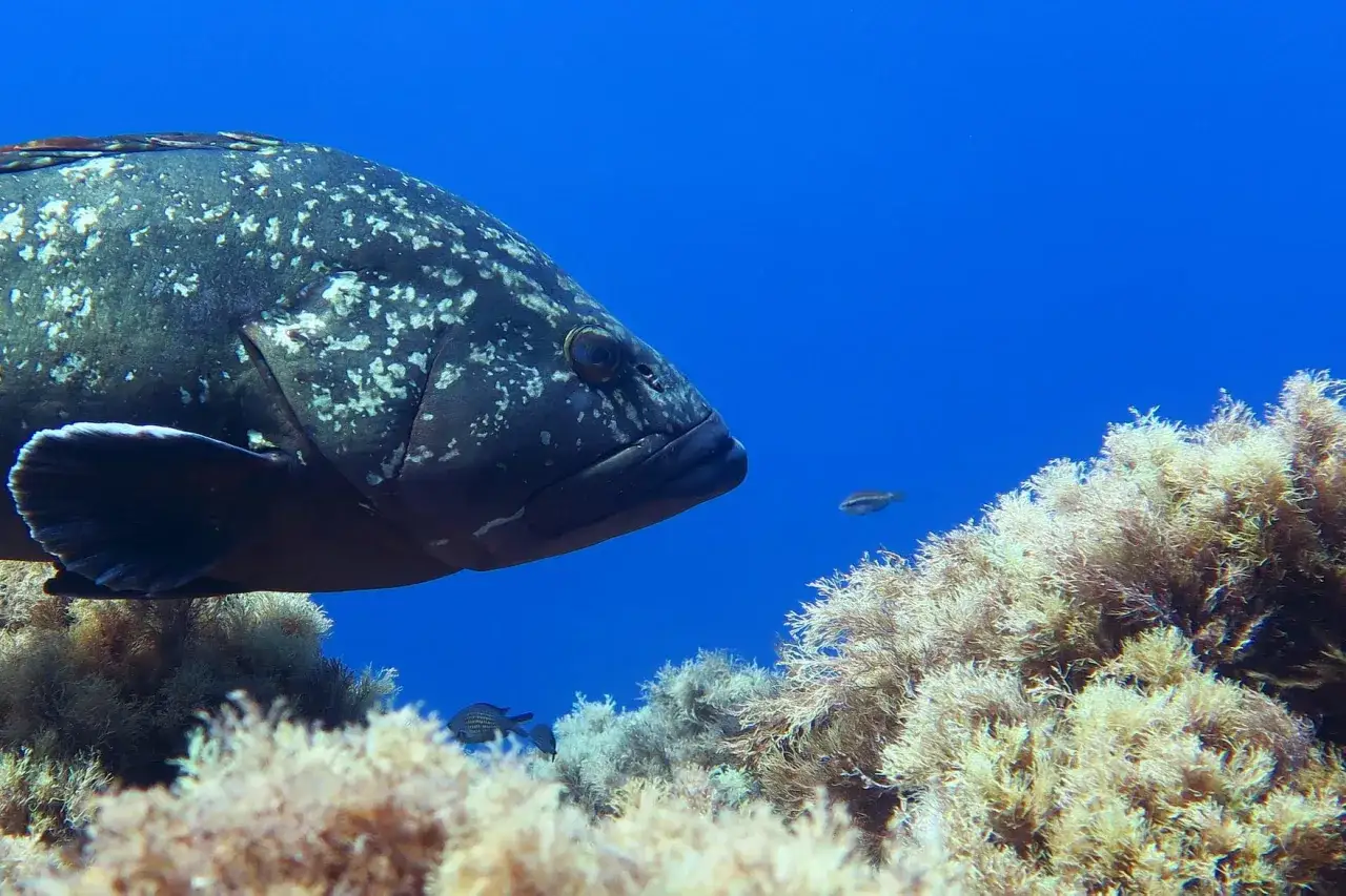 Una cernia pesce, con la sua pelle maculata, nuota tra le alghe in un mare blu intenso.