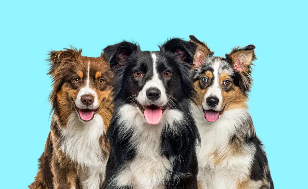 Drei Hunde, ein australian shepherd border collie mix charakter. Sie schauen neugierig in die Kamera.