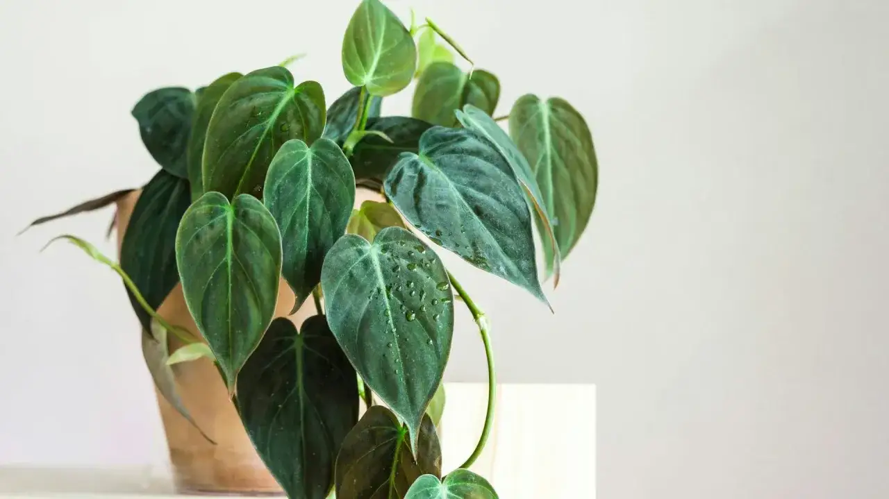 Philodendron hederaceum z sercowatymi, ciemnozielonymi liśćmi, niektóre z kroplami wody, w jasnym, minimalistycznym wnętrzu.