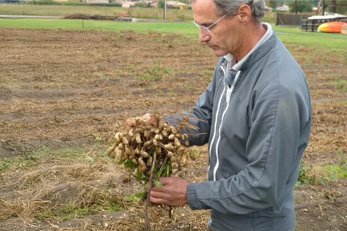 Un agriculteur examine une récolte fraîchement arrachée, montrant fièrement où poussent les cacahuètes.
