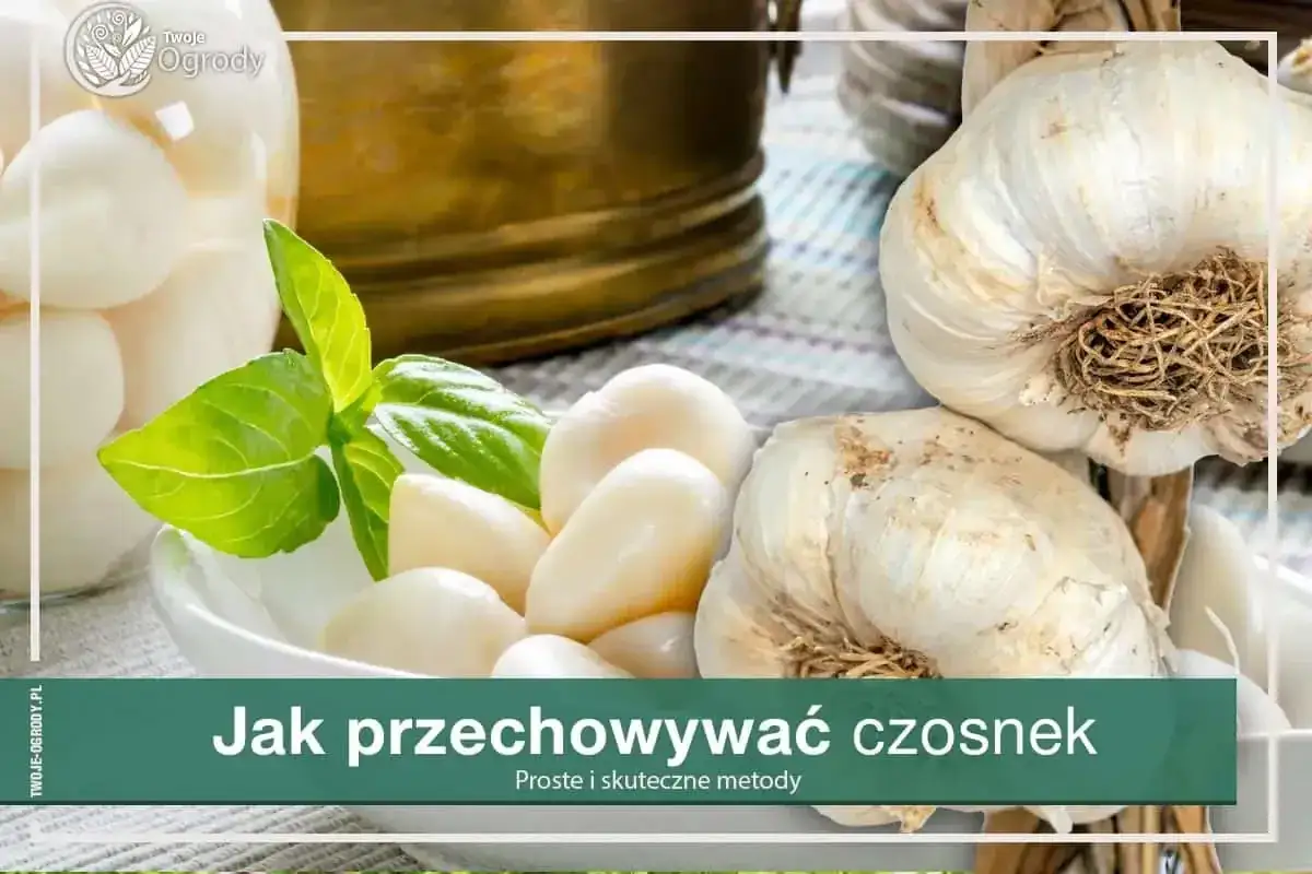 Jak przechować czosnek na zimę? Na zdjęciu świeże główki czosnku i obrane ząbki w miseczce, gotowe do przechowywania.