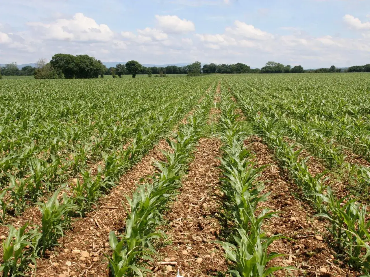 Champ de maïs jeune, promettant une récolte future. Un exemple de bon **certiphyto conseil** pour une agriculture durable.