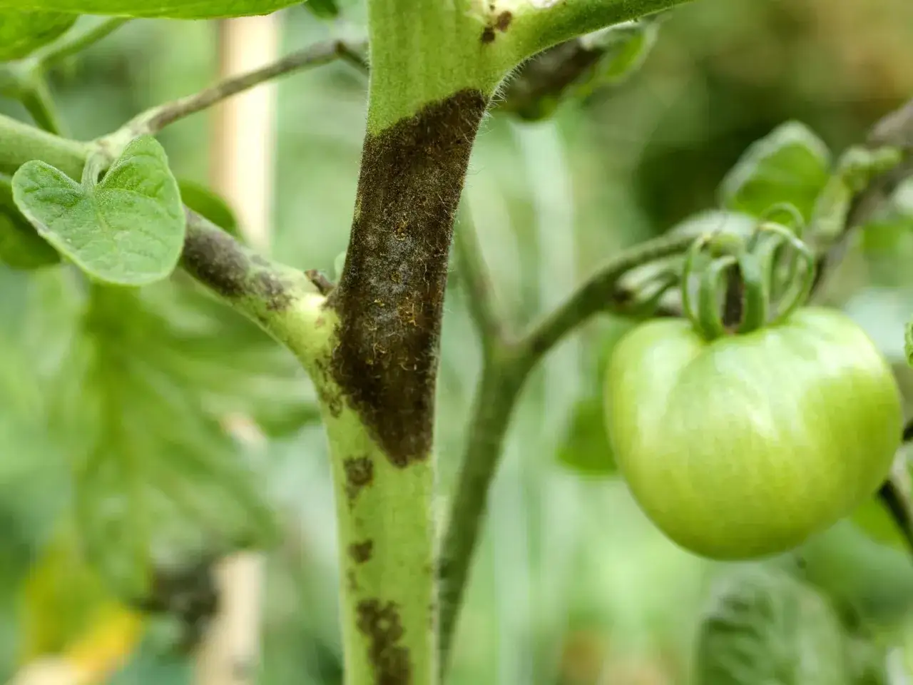 Dunkle Flecken auf dem Stiel einer Tomatenpflanze, ein Zeichen für Tomaten Krankheiten. Eine grüne Tomate hängt daneben.