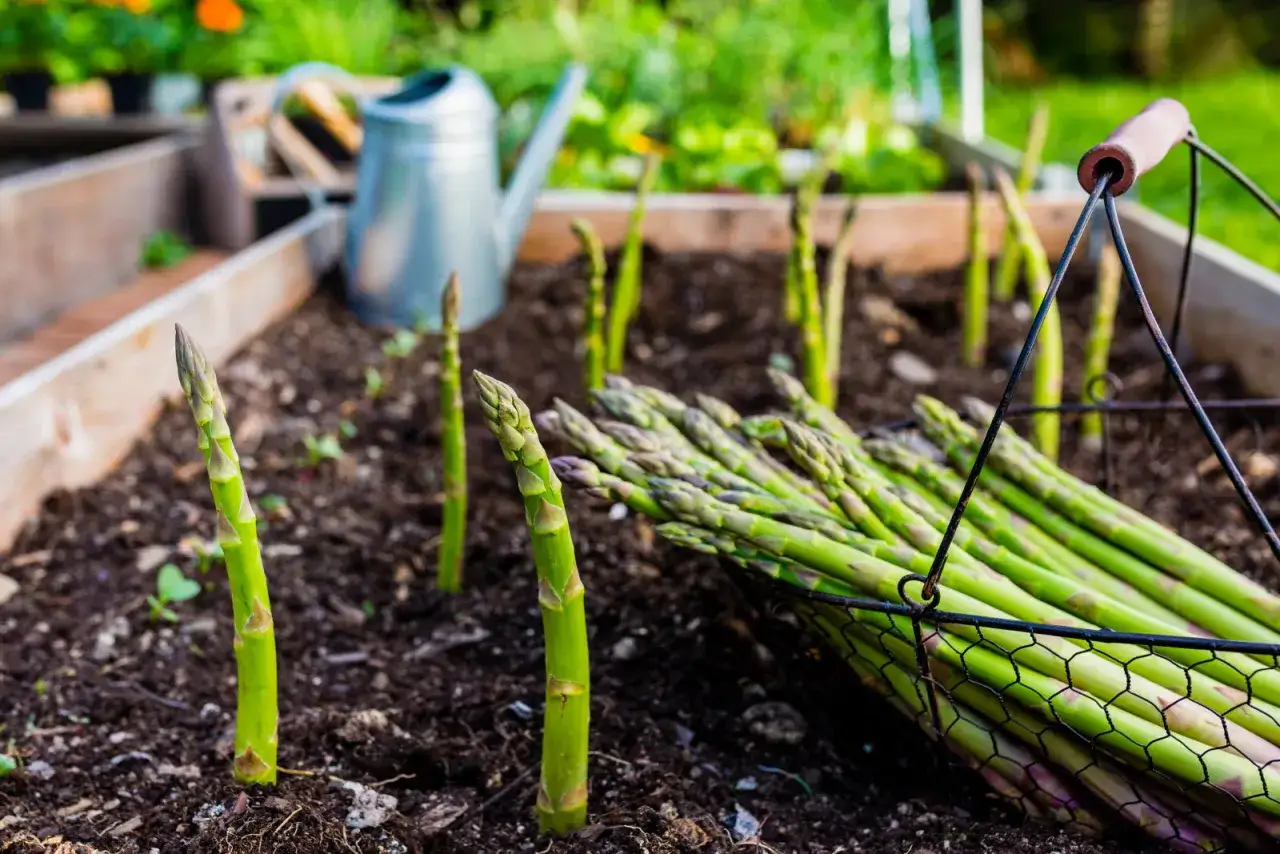 Des asperges vertes fraîchement cueillies dans un panier, prêtes à être plantées dans le potager.