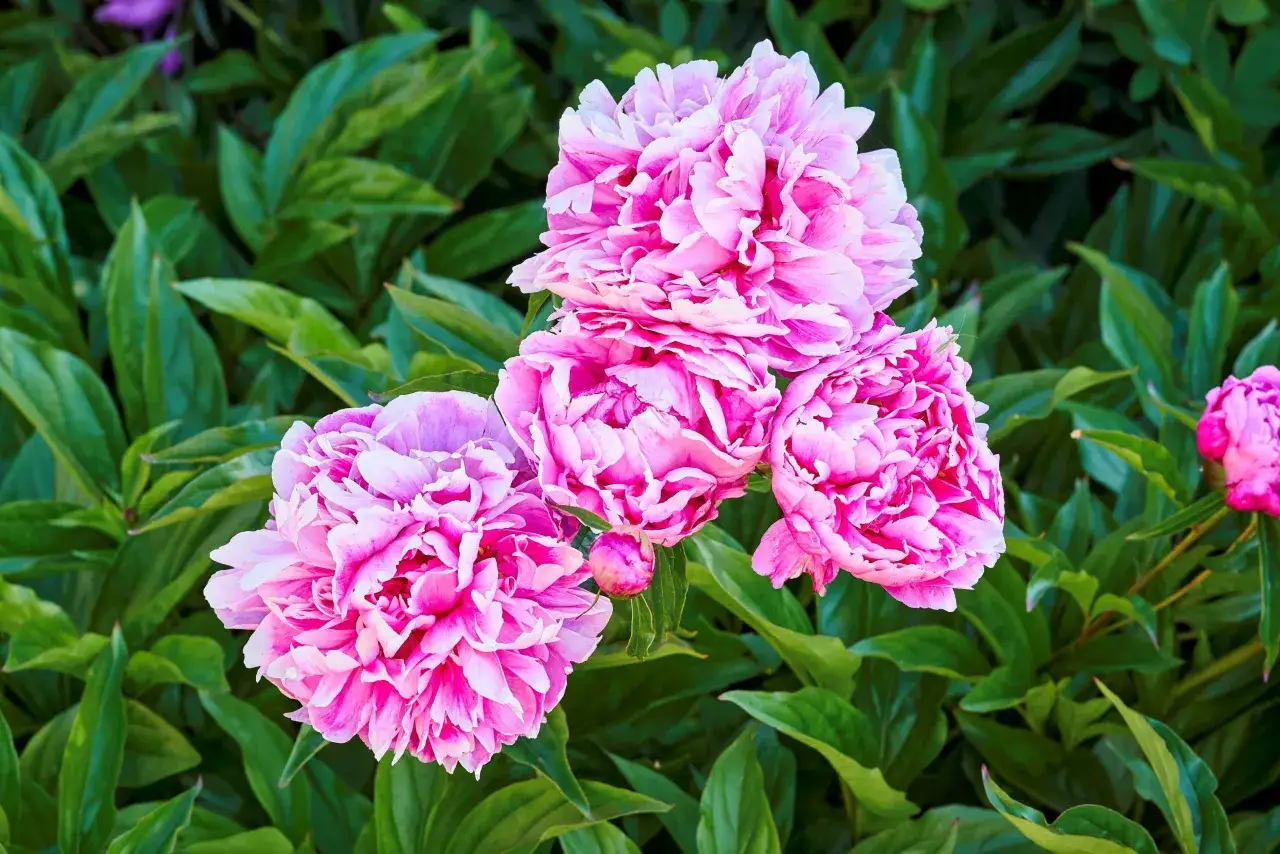 Ein Strau&szlig; rosafarbener Pfingstrosen bl&uuml;ht &uuml;ppig vor einem Hintergrund aus dunkelgr&uuml;nen Bl&auml;ttern. Diese pr&auml;chtigen Blumen sind ideal, um Ihren Garten zu versch&ouml;nern.