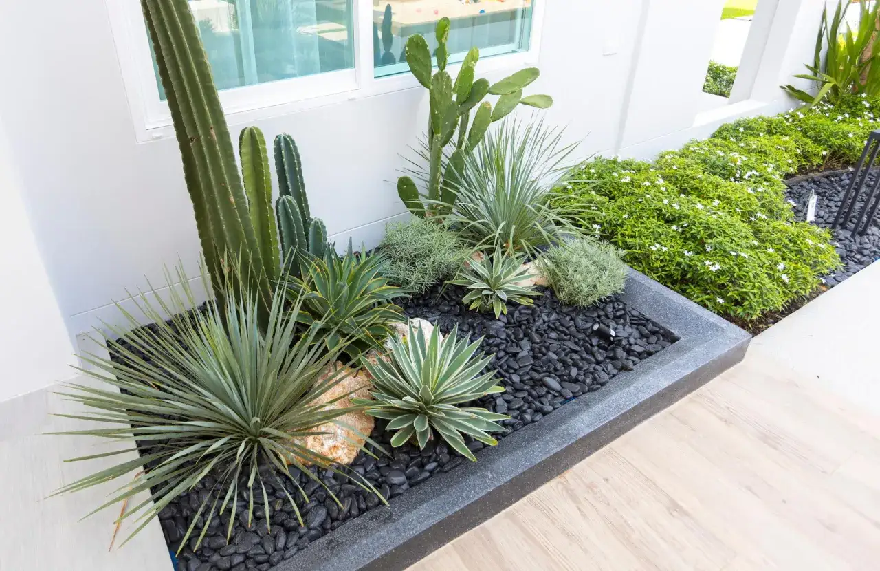 Un parterre de fleurs moderne avec cactus, agaves et petites fleurs blanches. Une belle id&eacute;e parterre de fleurs pour un jardin contemporain.