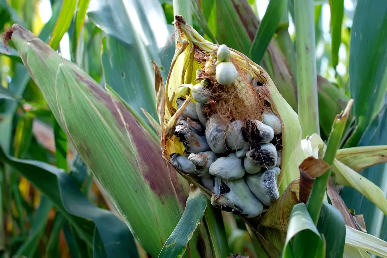 Un épi de maïs affecté par le charbon du maïs, avec des grains gonflés et grisâtres, se dresse au milieu des feuilles vertes.