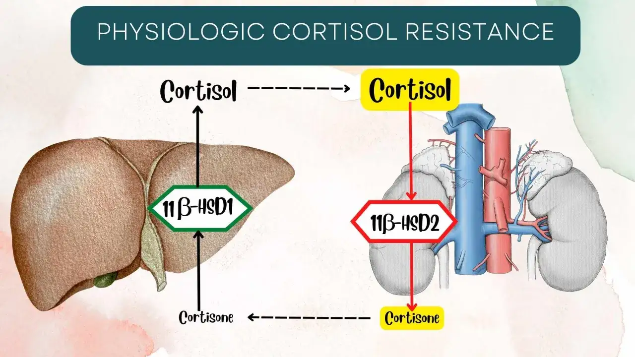 Diagramma mostra come il cortisone pu&ograve; influenzare il fegato, con frecce che indicano le trasformazioni del cortisolo.