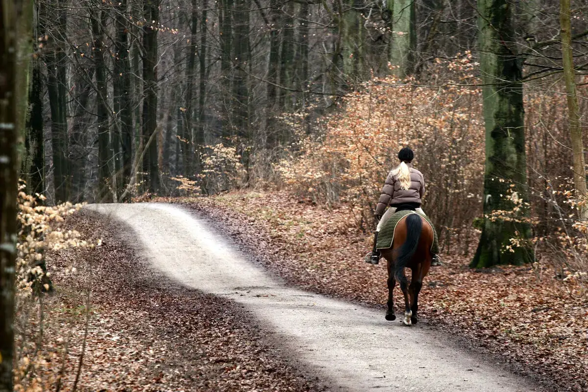Reiterin genießt ein einsames **pferd ausreiten** auf einem herbstlichen Waldweg, umgeben von kahlen Bäumen und Laub.