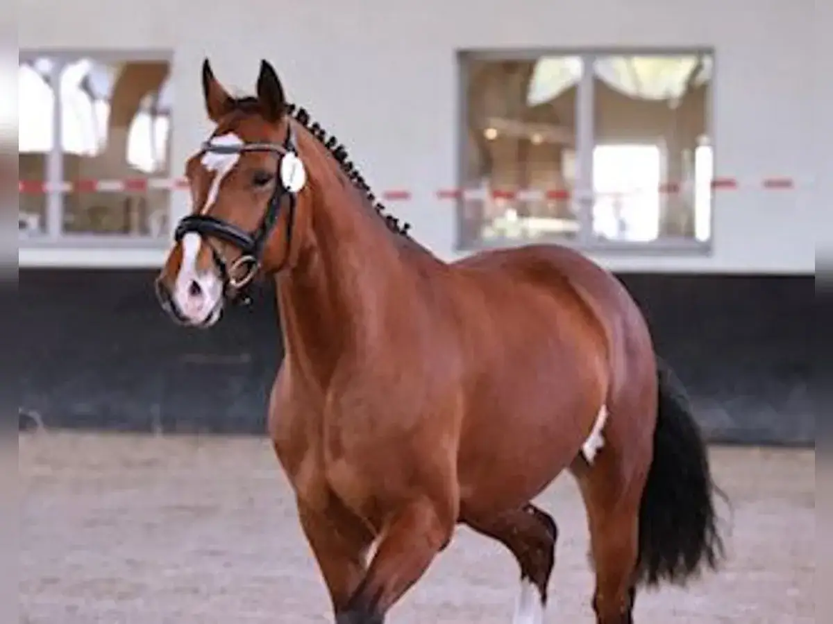 Un magnifique cheval franche montagne, robe baie, en manège, avec une crinière tressée et une liste blanche sur la tête.