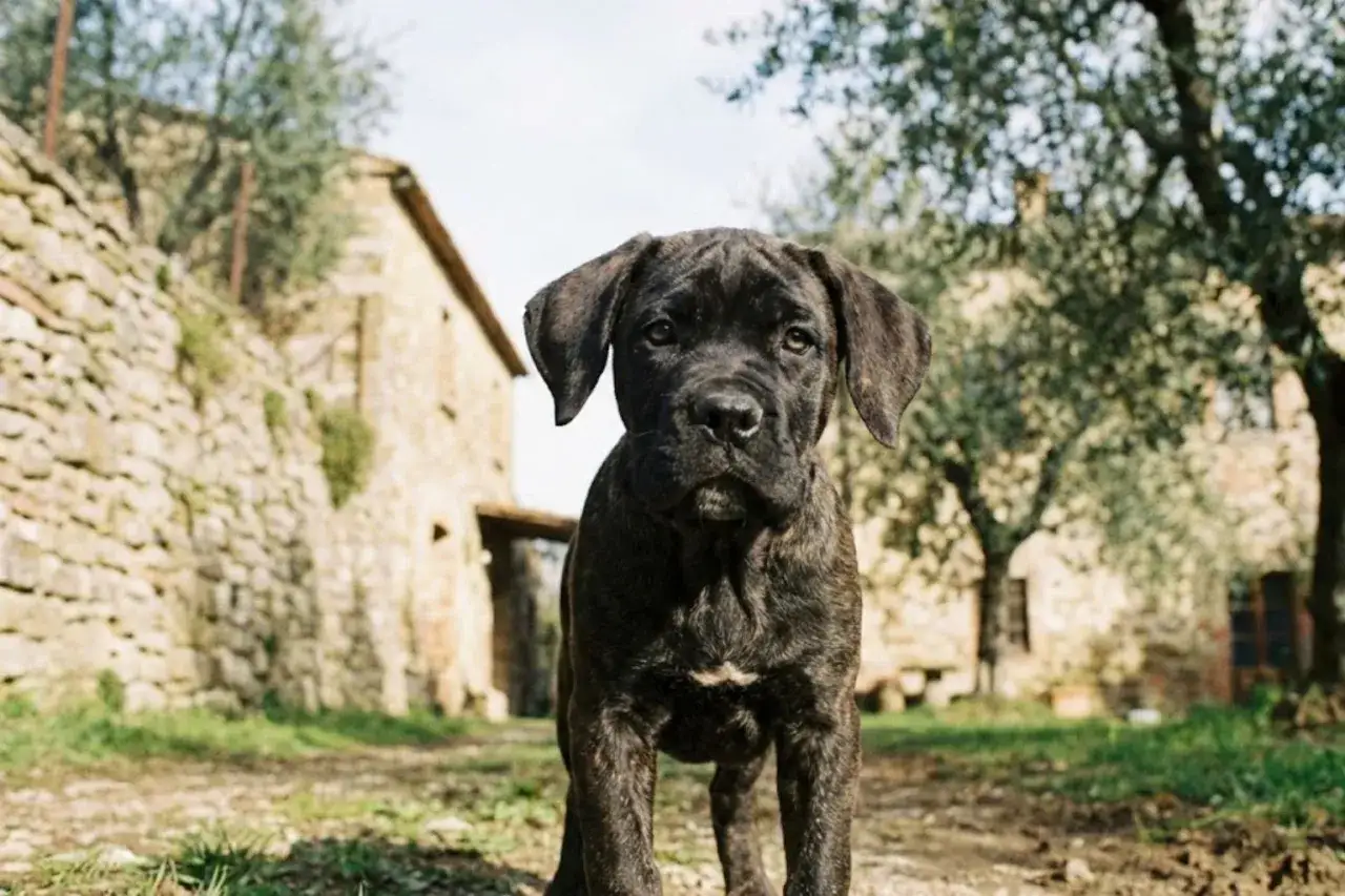 Młody cane corso, którego waga jest jeszcze niewielka, stoi na tle kamiennego domu i drzew oliwnych.