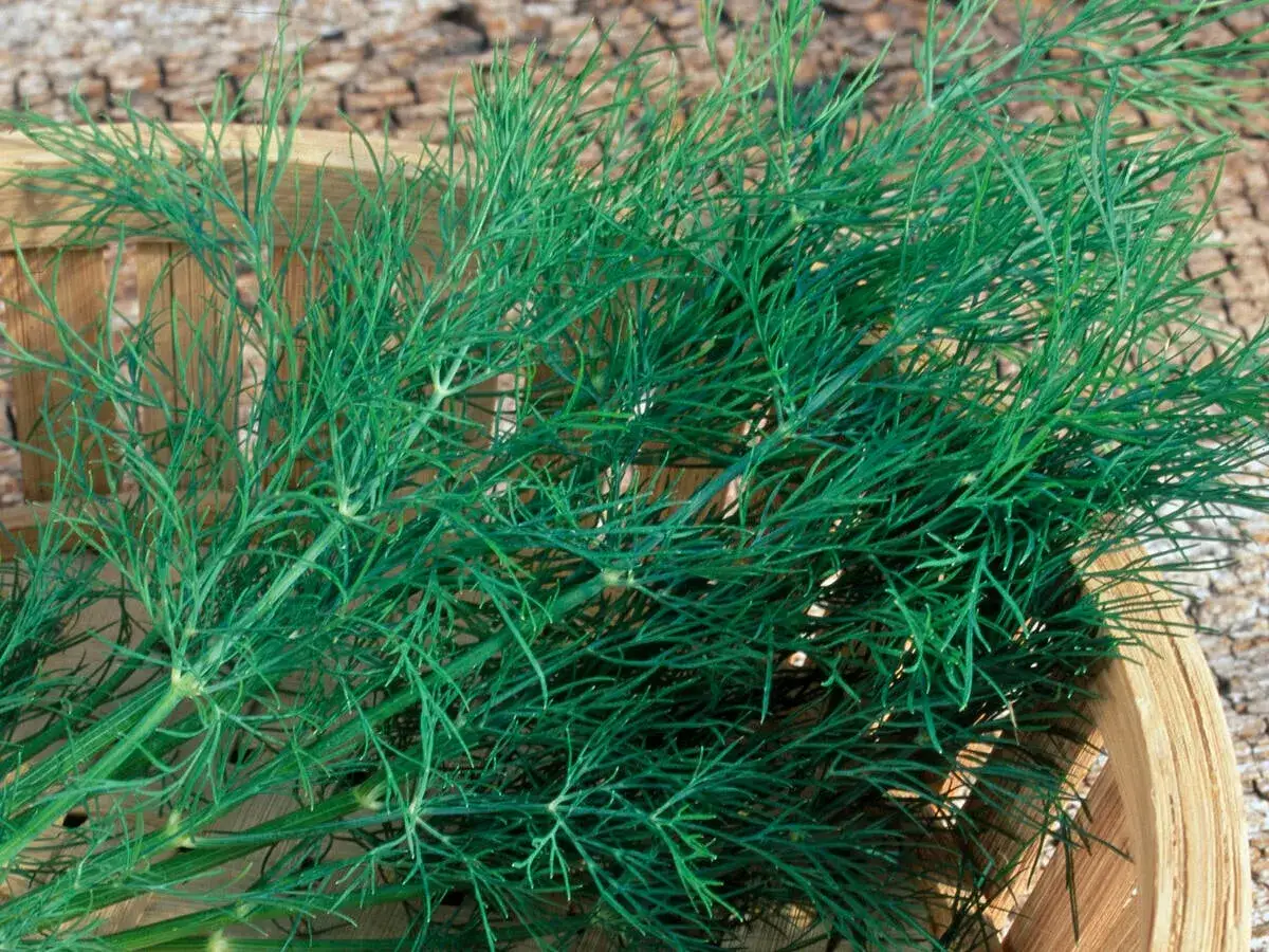 Frischer Dill wird in einem Holzkörbchen geerntet. Die feinen, grünen Zweige duften aromatisch und sind bereit für die Küche.