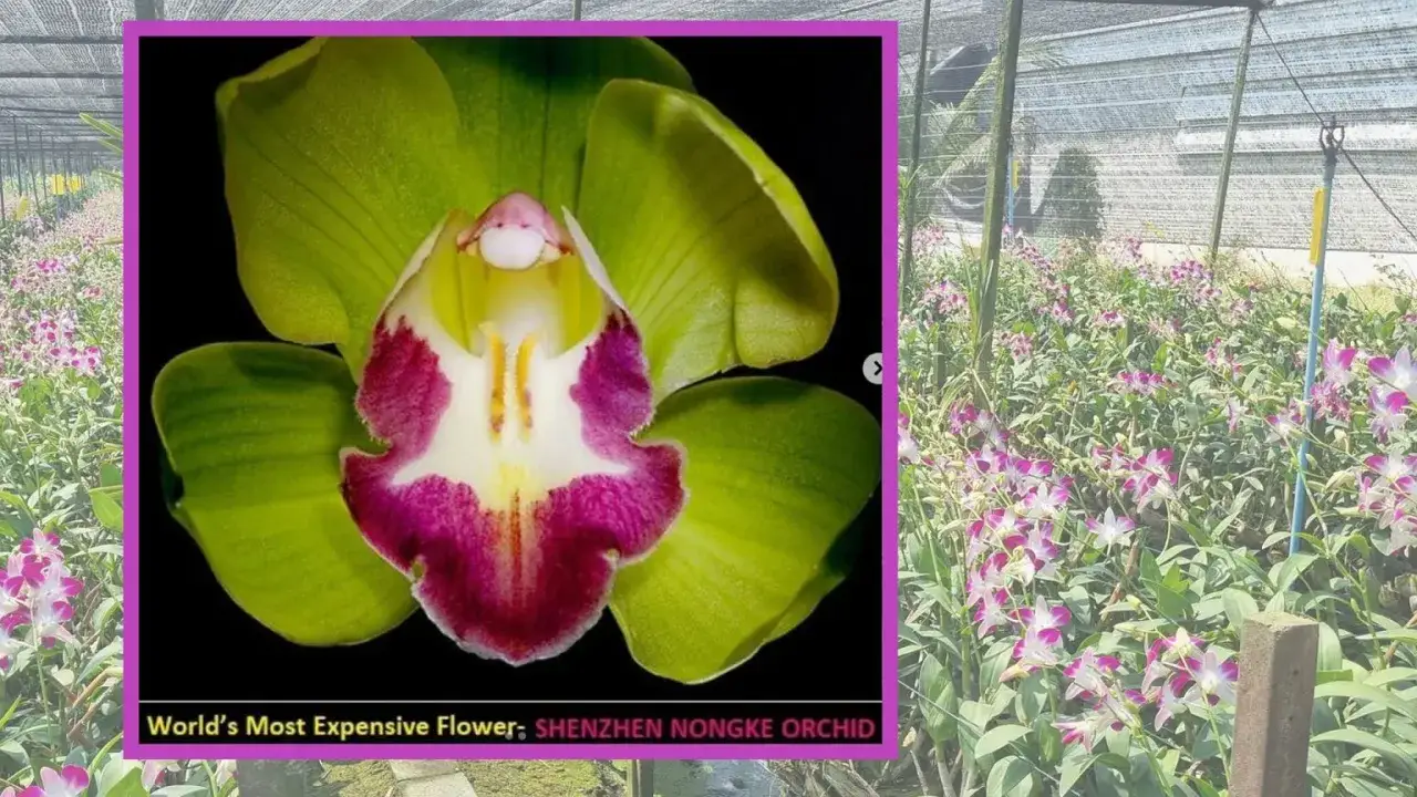Wyjątkowa orchidea Shenzhen Nongke, najdroższy kwiat świata, kwitnie w szklarni pełnej podobnych piękności.