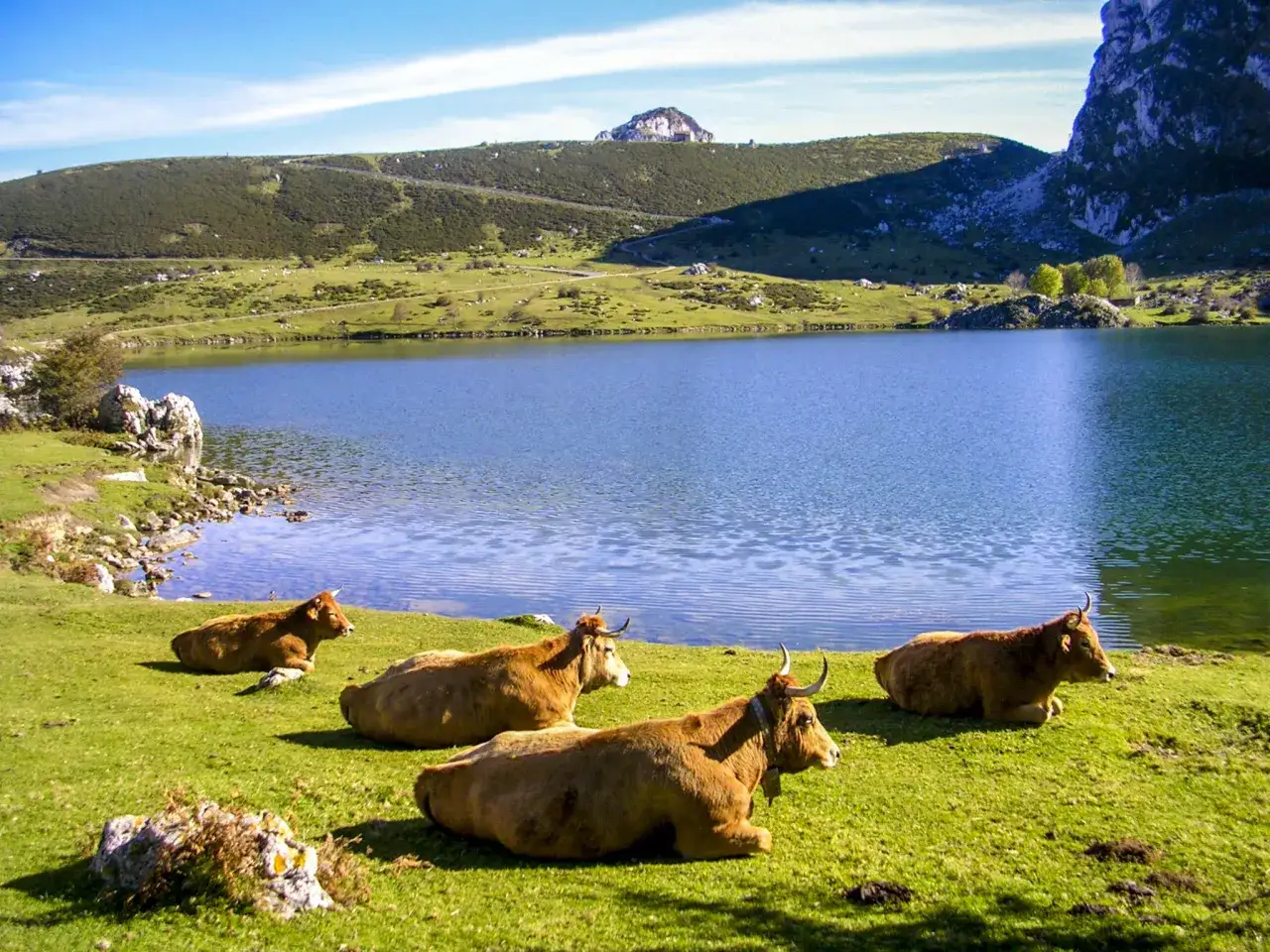 Vacas pastando junto a un lago azul en Cangas de Onís. Un paisaje idílico para saber qué hacer en Cangas de Onís.