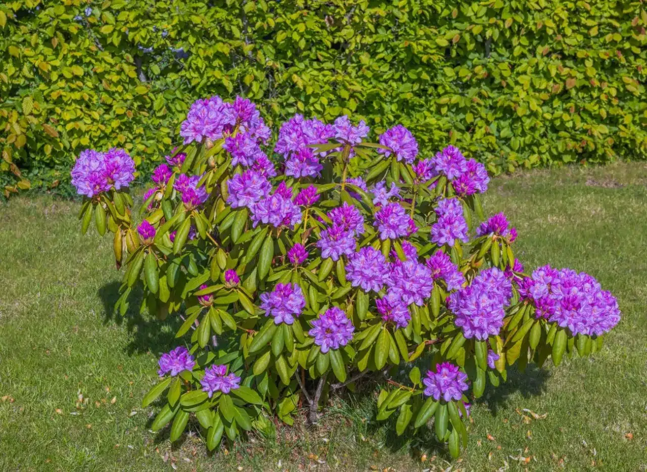 Kiedy nawozić rododendrony? Krzew rododendrona z fioletowymi kwiatami na tle zieleni.