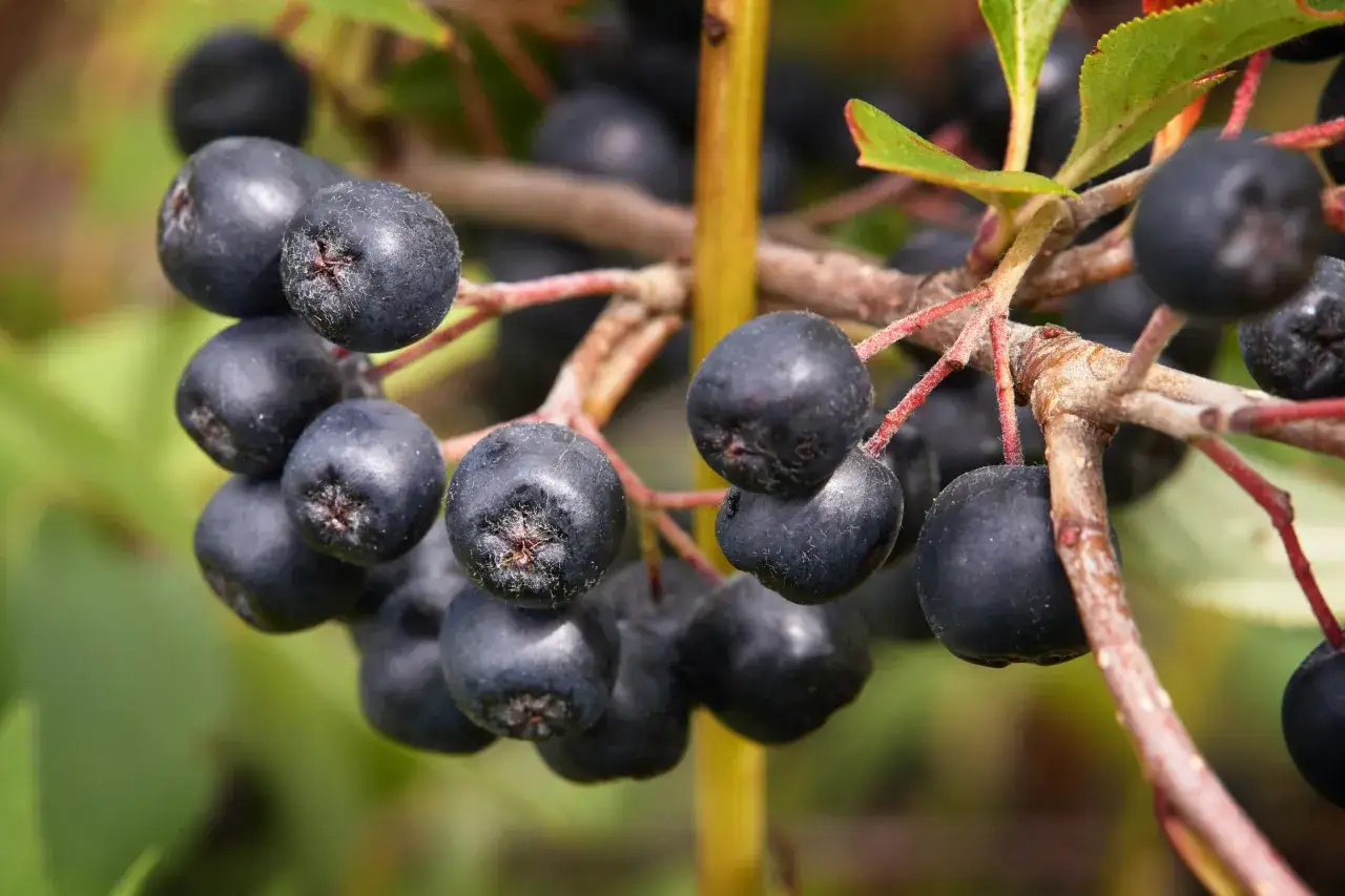 owoce bogate w antocyjany, czarne jagody aronia