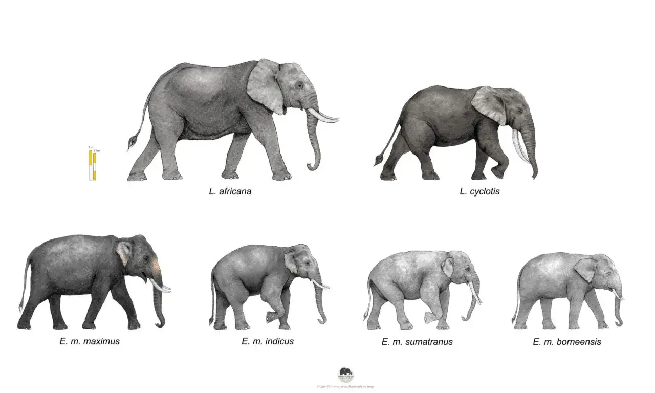 Ilustracja porównuje gatunki słoni, pokazując ich wielkość i budowę. Dowiadujemy się, ile żyje słoń, obserwując różnice między Loxodonta africana, Loxodonta cyclotis i różnymi podgatunkami Elephas maximus.