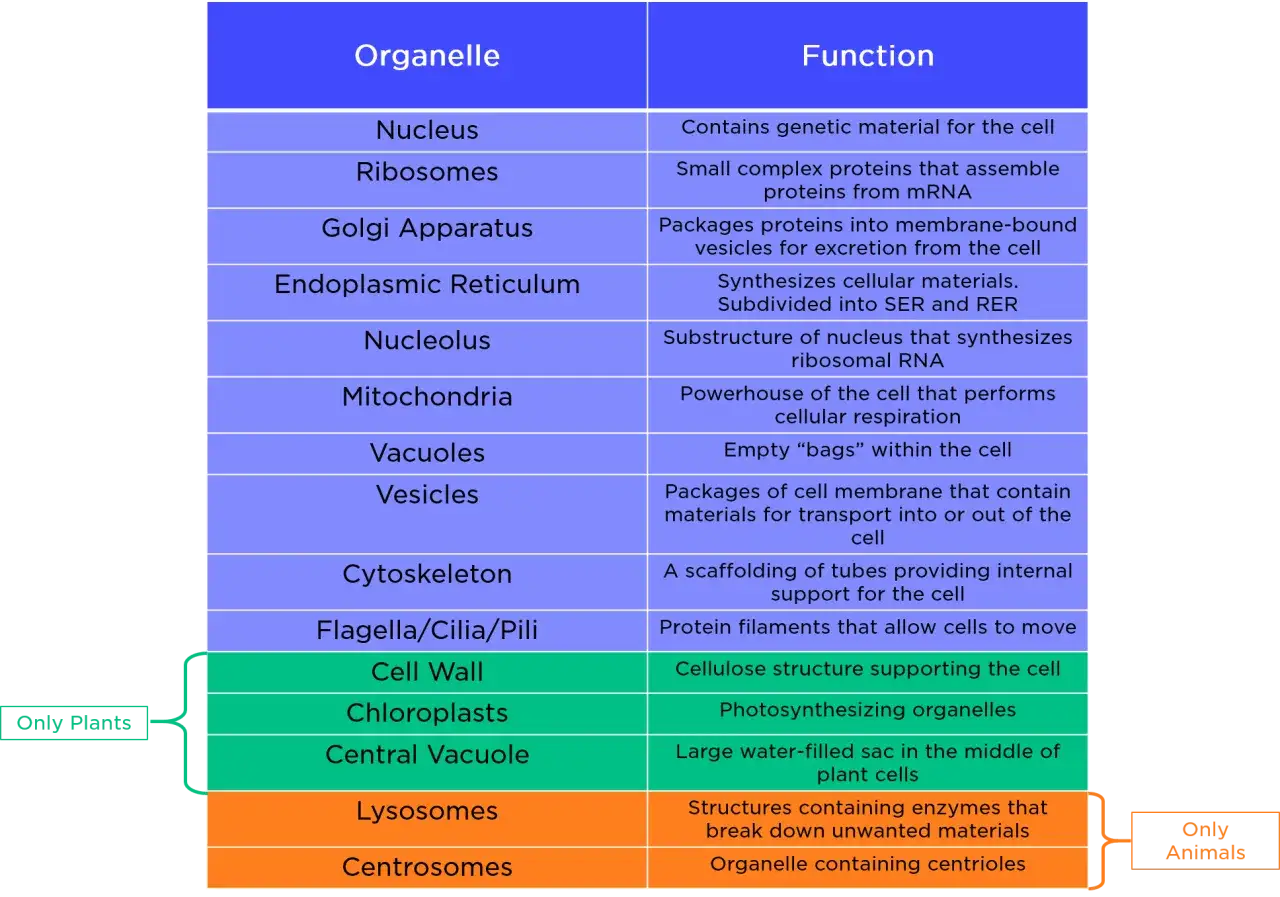 Tabela przedstawia organelle komórkowe i ich funkcje: jądro, rybosomy, aparat Golgiego, siateczka śródplazmatyczna, jąderko, mitochondria, wakuole, pęcherzyki, cytoszkielet, wici/rzęski/fimbrie, ściana komórkowa, chloroplasty, wakuola centralna, lizoso...