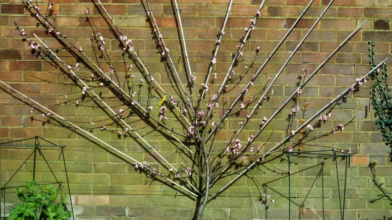 Ein Pfirsichbaum wird an einer Ziegelwand erzogen. Die &Auml;ste sind an St&auml;ben befestigt, um das Wachstum zu lenken. Zarte rosa Bl&uuml;ten schm&uuml;cken den Baum.