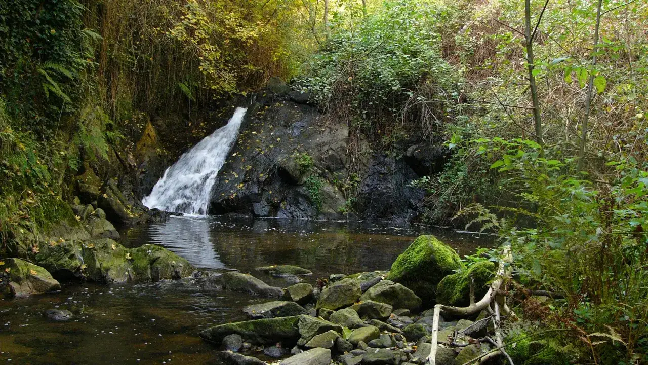 Un paisible saut du gier, entouré de verdure luxuriante et de rochers moussus, invite à la contemplation.