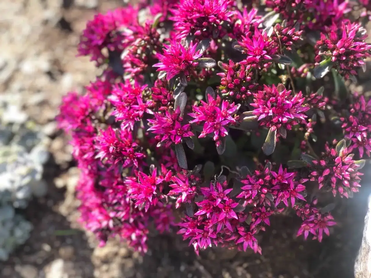 En klunga av kaukasiskt fetblad med intensivt rosa blommor.