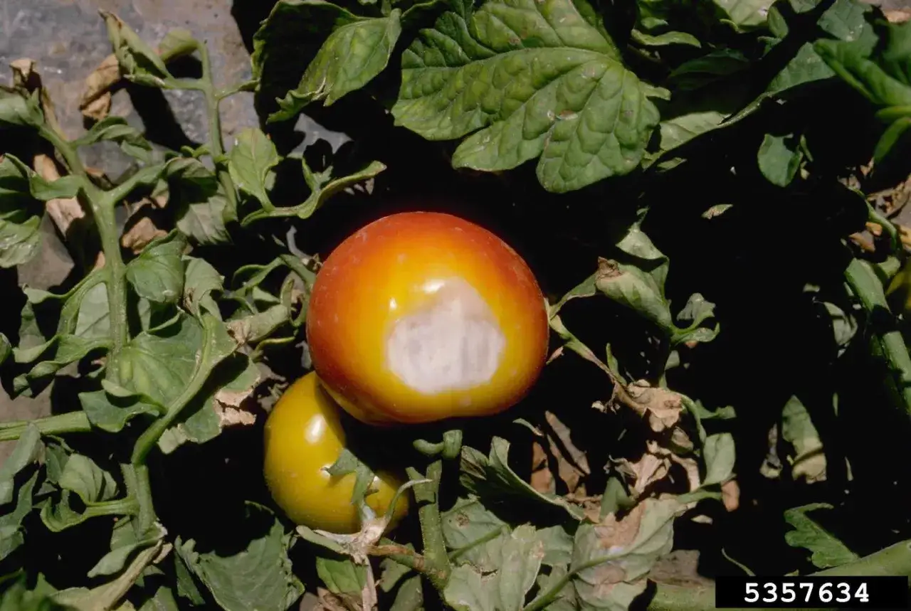 Sunscald on a tomato, showing a white, leathery patch. This indicates tomato plants can get too much sun.