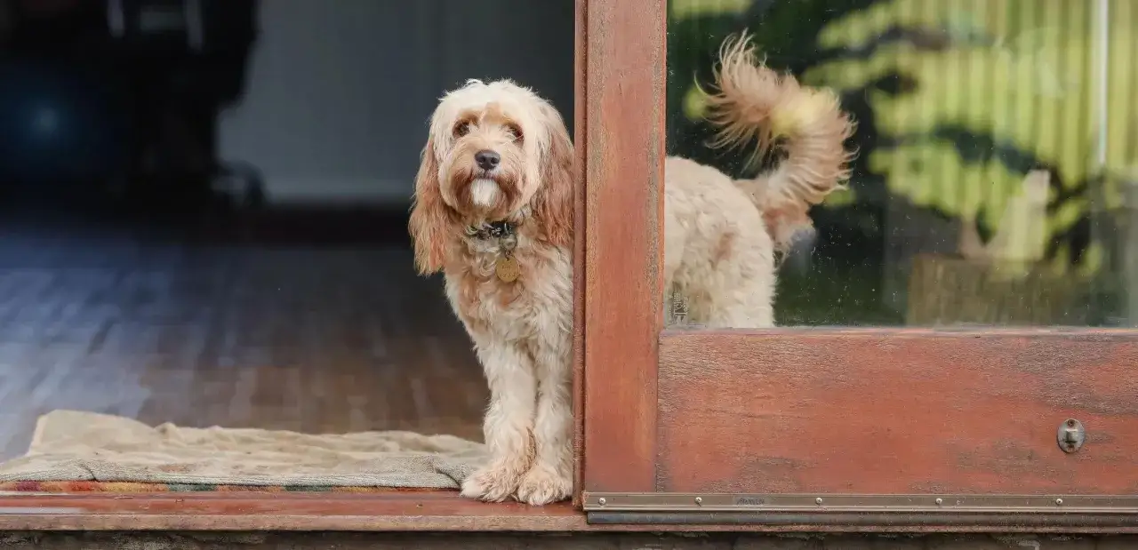 Un chien attend patiemment &agrave; une porte vitr&eacute;e. Il se demande combien de temps un chien peut se retenir avant de demander &agrave; sortir.