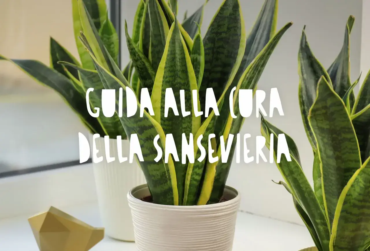 Guida alla cura della sanseveria, una pianta d'appartamento resistente e decorativa.
