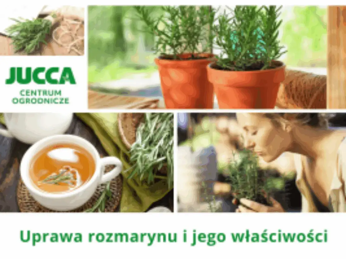 Rozmaryn uprawa w domu i ogrodzie. Aromatyczna herbata z rozmarynu i świeże zioła.