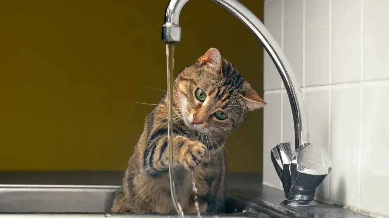 Gato juguet&oacute;n con grifo abierto, parece que mi gato no bebe agua, prefiere jugar con el chorro.