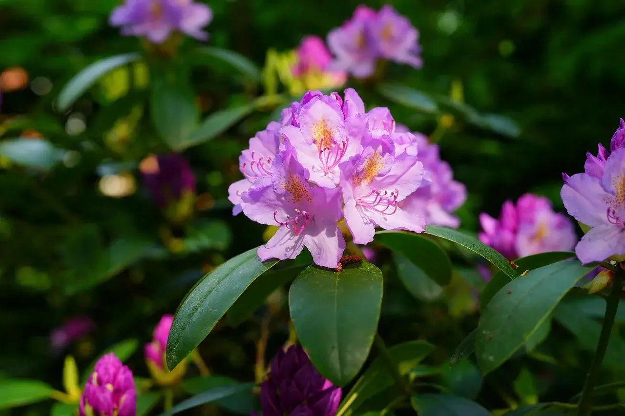 Piękny, fioletowy rododendron w donicy, otoczony zielonymi liśćmi i innymi pąkami.