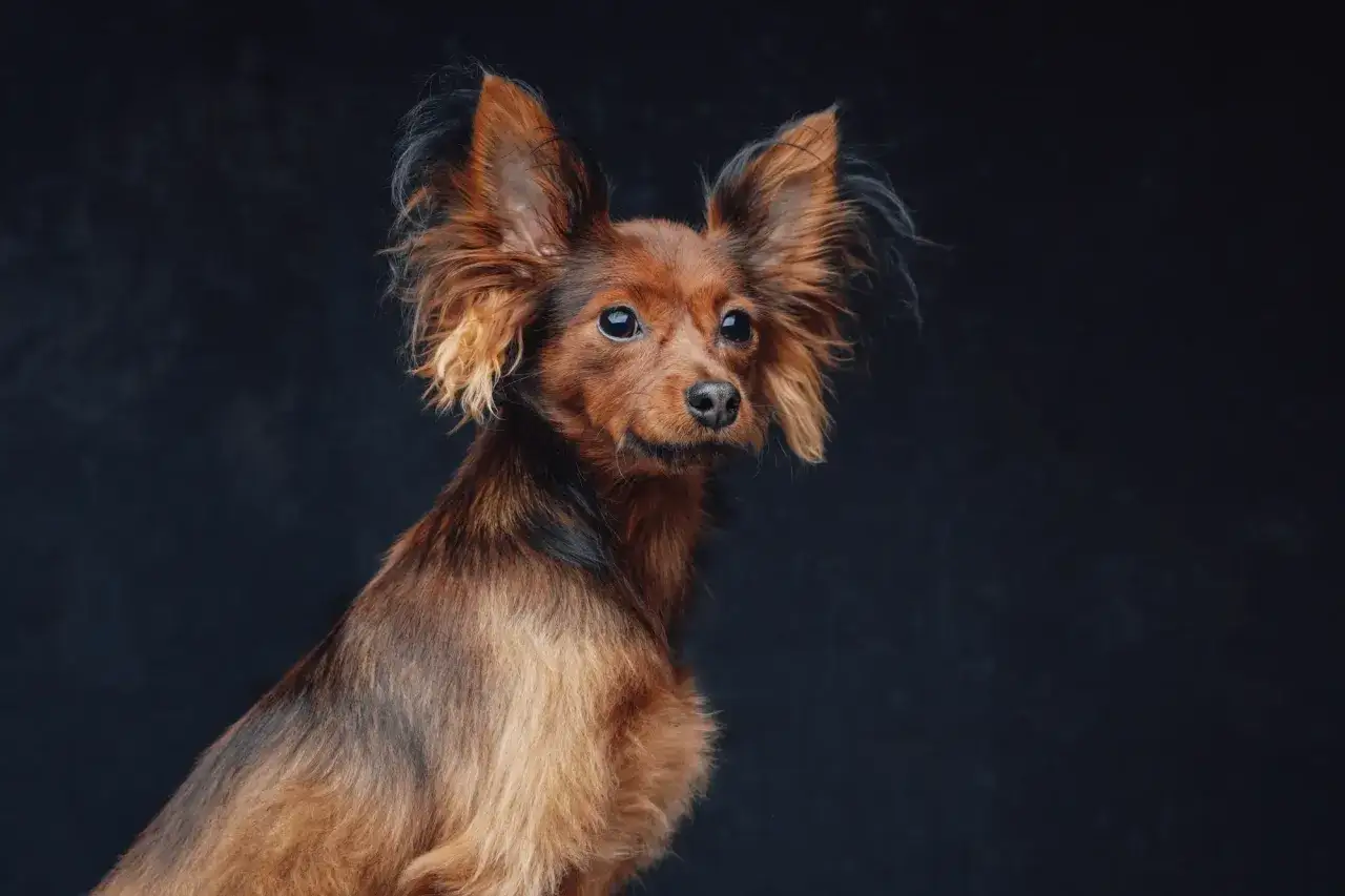 Rudy toy terrier z wielkimi uszami, siedzący na ciemnym tle.