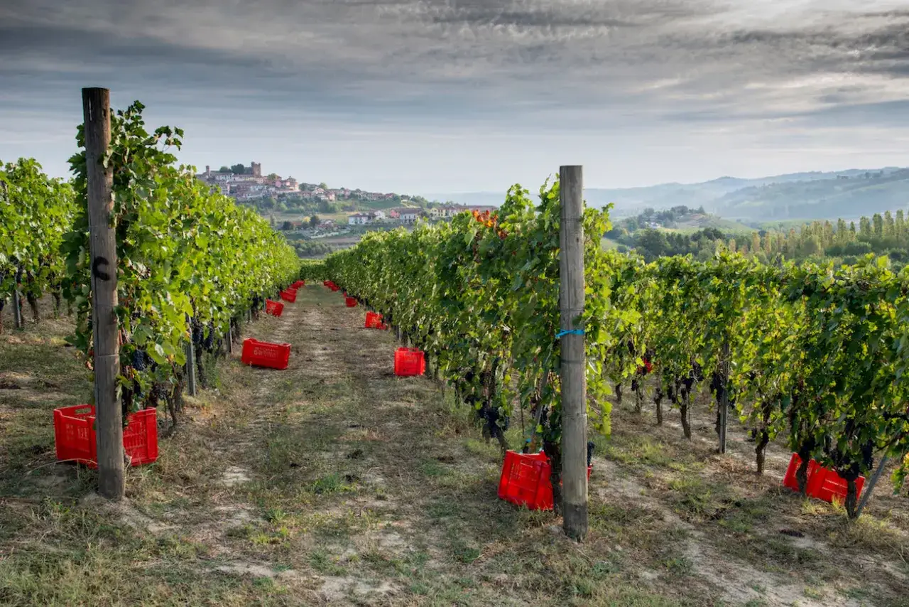 Vigneti piemontesi con ceste rosse pronte per la raccolta, preludio ai pregiati vini piemontesi rossi.