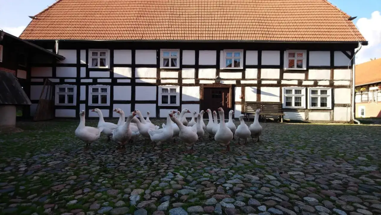 Stado gęsi przed zabytkowym budynkiem Muzeum Kultury Ludowej Pomorza w Swołowie.