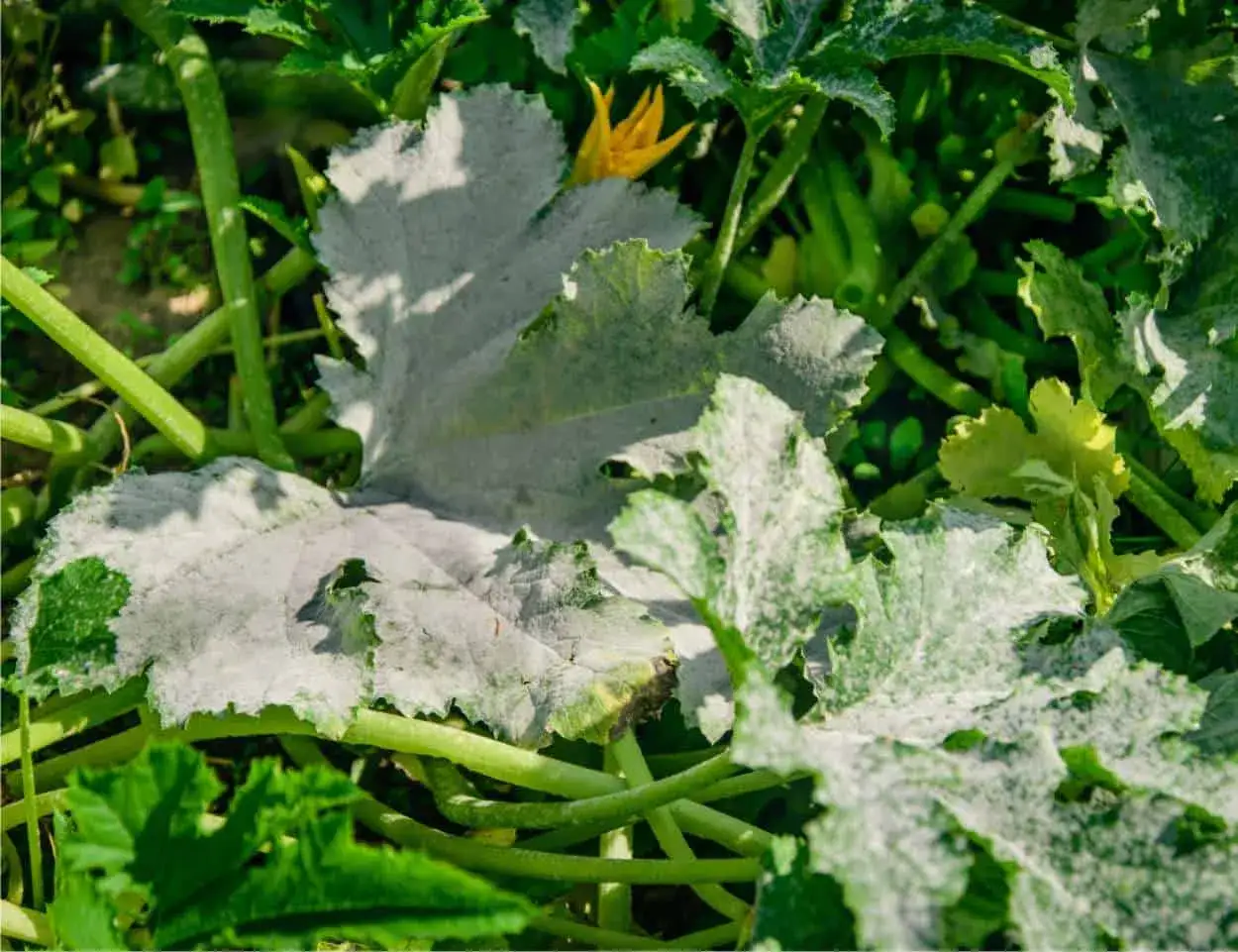 Foglie di zucchine colpite dall'oidio, con una patina biancastra che ne ricopre la superficie. Un fiore giallo spunta tra le foglie malate.