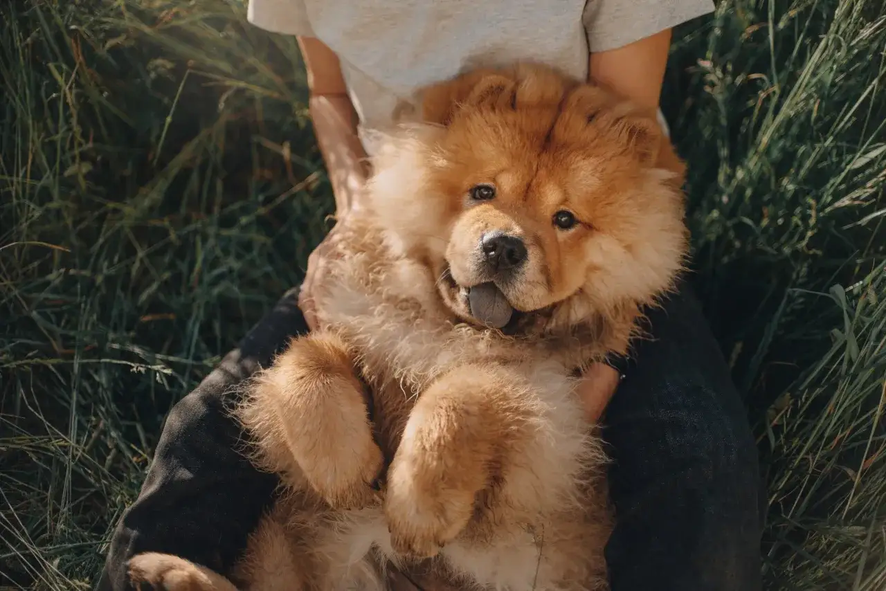 Puszysty szczeniak chow chow leży na kolanach, a jego cena jest warta każdego grosza.