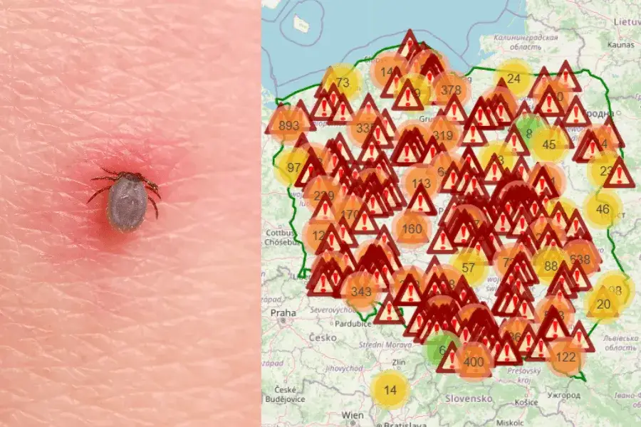 mapa występowania kleszczy Polska