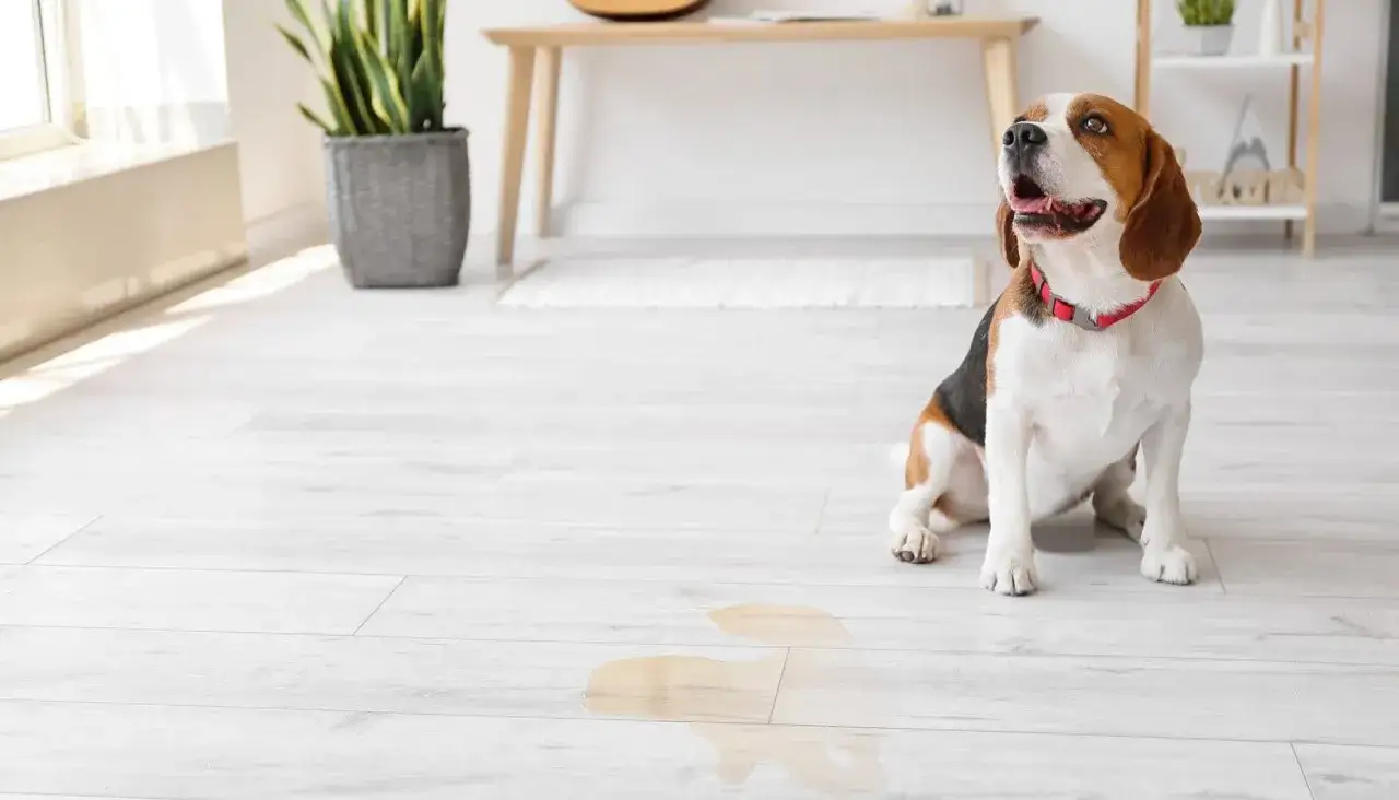 Beagle sitzt neben einer Pf&uuml;tze auf dem Boden. Hoffentlich hat der Hund mich nicht angepinkelt!