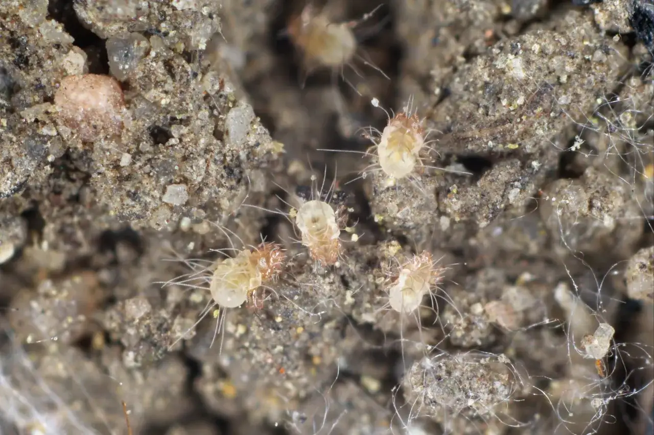 Close-up of tiny, translucent mattress mites with long, bristly legs, nestled in dust and debris.
