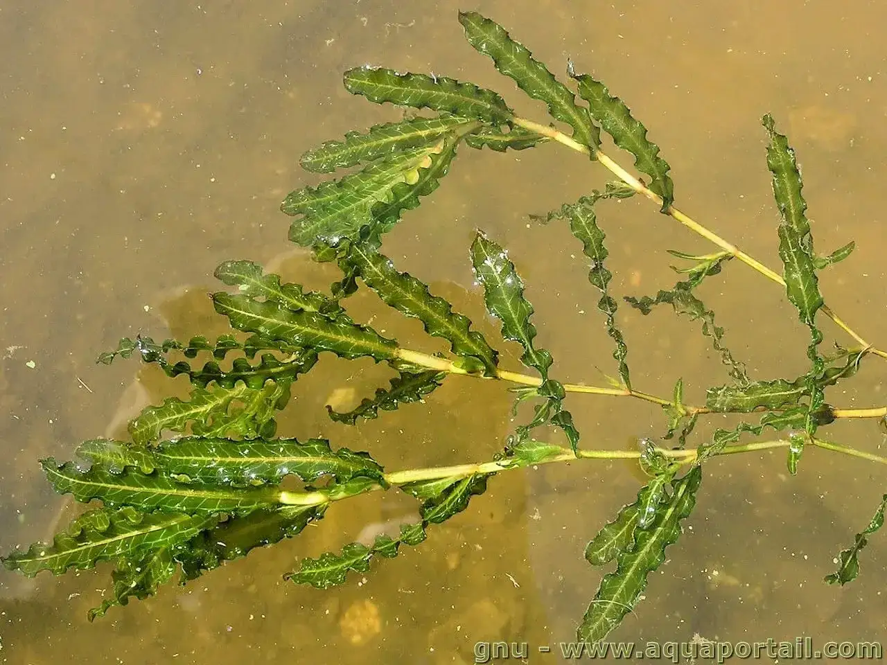 Une plante aquatique, le potamot, flotte à la surface de l'eau trouble, ses feuilles vertes ondulées captant la lumière.