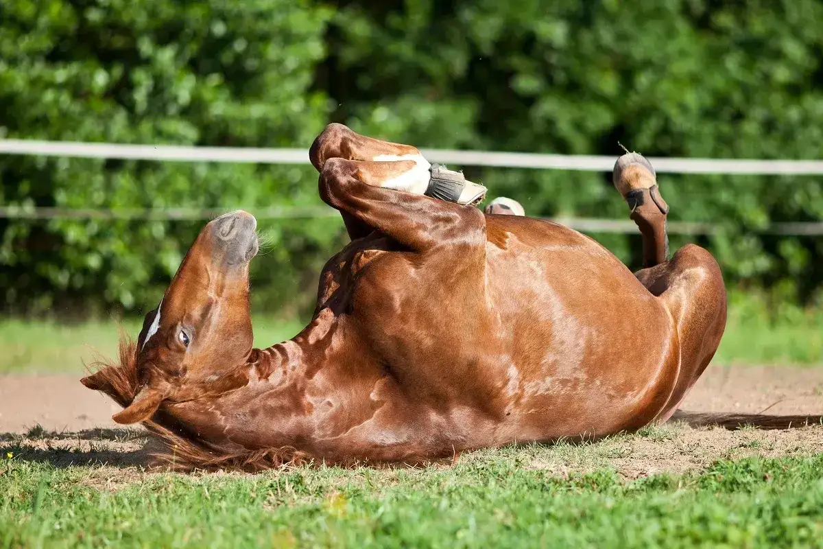 Cheval brun se roule dans l'herbe, peut-être un signe de colique cheval au pré. Ses pattes sont en l'air.