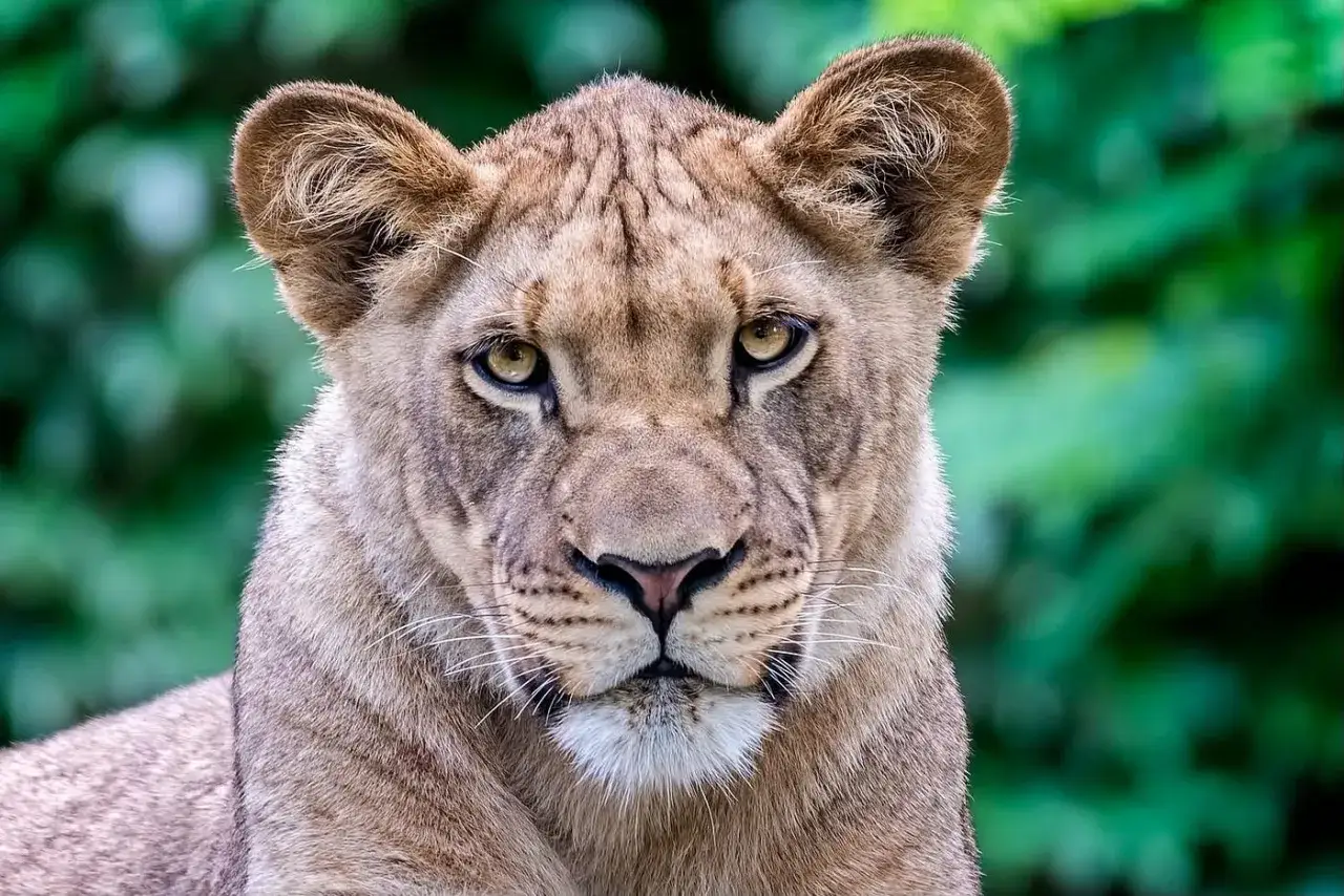 A close-up of a lioness's face, captured in stunning zoo photography. Her intense gaze and detailed fur are highlighted against a blurred green background.