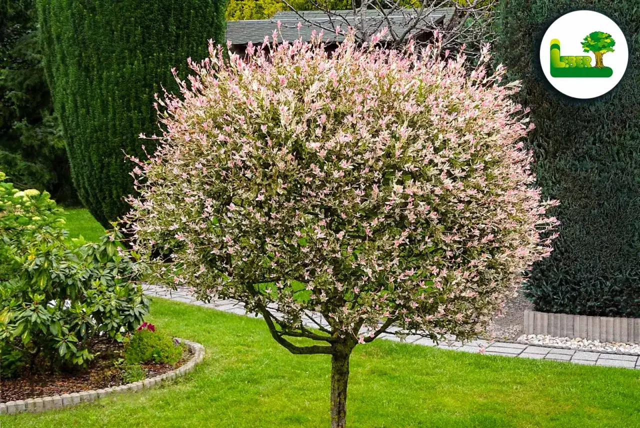 Ein sch&ouml;ner Garten mit einer Harlekinweide, die zum Schneiden bereit ist.