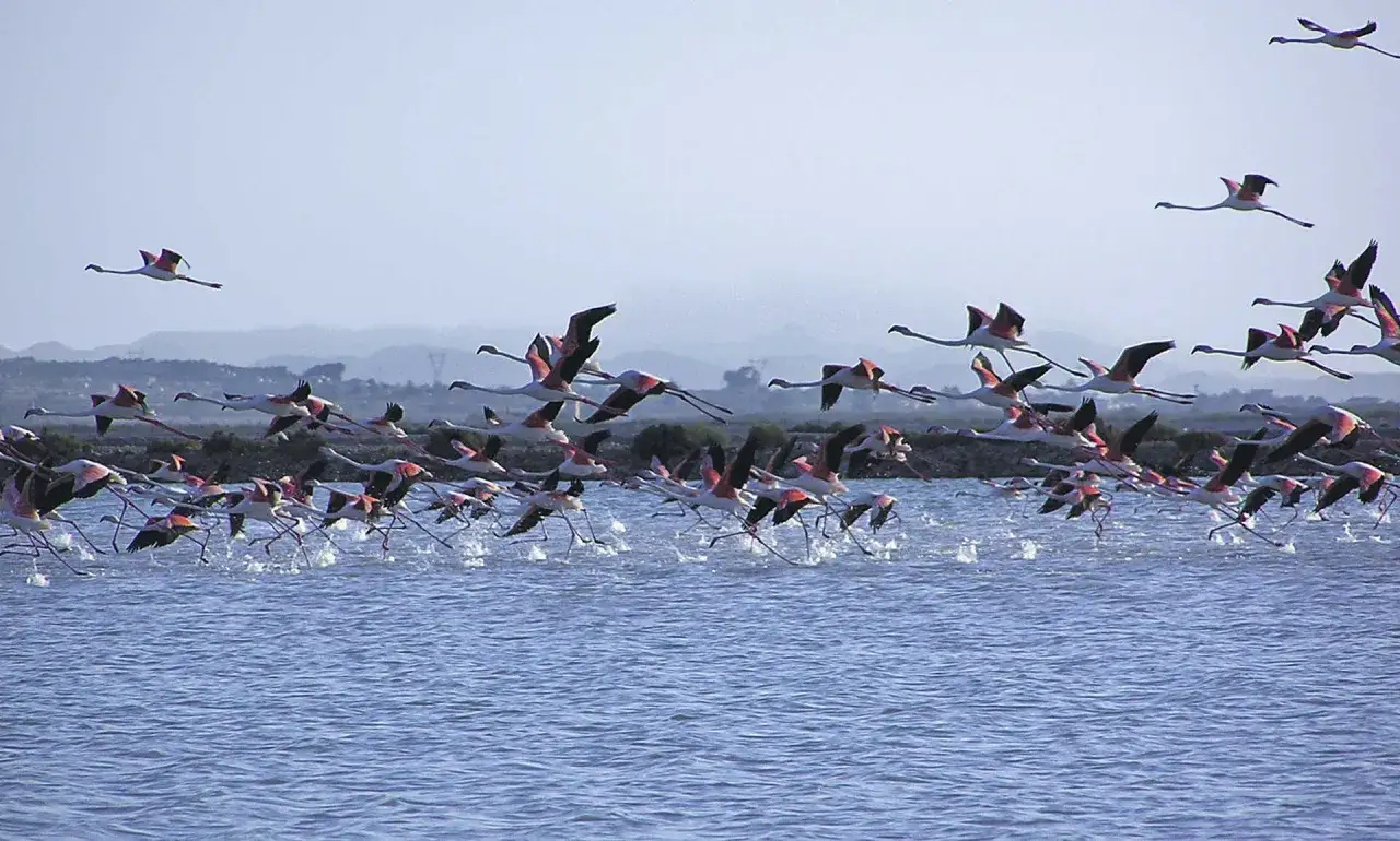 Un grupo de flamencos rosados despega del agua, sus alas extendidas en un vuelo sincronizado. Los **bras del port** se reflejan en el agua azul.